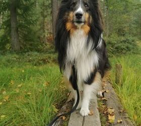 Allan/Cosmo – A Sheltie close to my heart